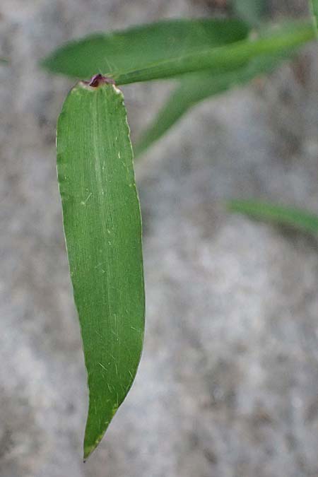Digitaria ischaemum \ Kahle Fingerhirse / Smooth Finger-Grass, D Heidelberg 5.9.2026