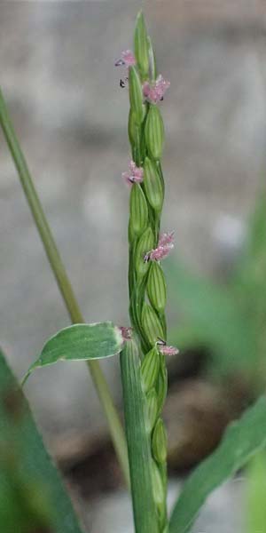 Digitaria ischaemum \ Kahle Fingerhirse / Smooth Finger-Grass, D Heidelberg 5.9.2026