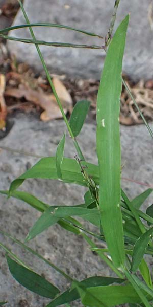 Digitaria ischaemum \ Kahle Fingerhirse / Smooth Finger-Grass, D Heidelberg 5.9.2026