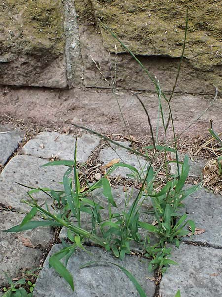 Digitaria ischaemum \ Kahle Fingerhirse / Smooth Finger-Grass, D Heidelberg 5.9.2026