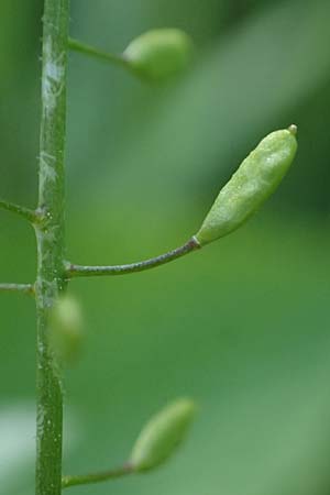 Draba muralis \ Mauer-Felsenbl�mchen / Wall Whitlowgrass, D Billigheim-Waldm&uuml;hlbach 11.5.2024