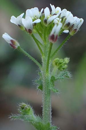 Draba muralis \ Mauer-Felsenbl�mchen / Wall Whitlowgrass, D Mannheim 4.4.2025