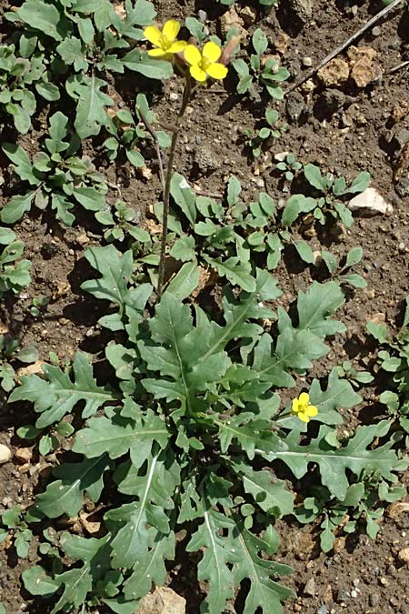 Diplotaxis muralis \ Mauer-Doppelsame, D Botan. Gar.  Universit.  Ulm 26.5.2025