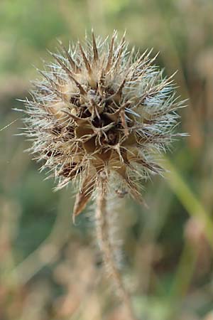 Dipsacus pilosus \ Behaarte Karde, D Zaberfeld-Leonbronn 4.10.2018