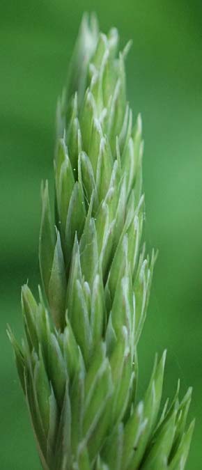 Dactylis polygama \ Wald-Knuelgras, D Eiersheim 31.5.2025