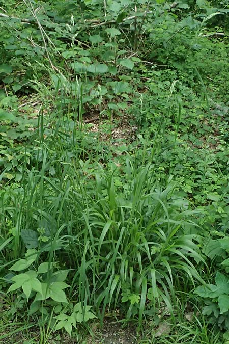 Dactylis polygama \ Wald-Knuelgras, D Eiersheim 31.5.2025