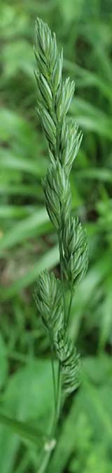 Dactylis polygama \ Wald-Knuelgras, D Eiersheim 31.5.2025