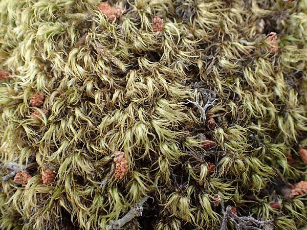 Dicranum scoparium \ Gewhnliches Gabelzahnmoos, Besen-Gabelzahnmoos / Broom Moss, D Mannheim 29.5.2018