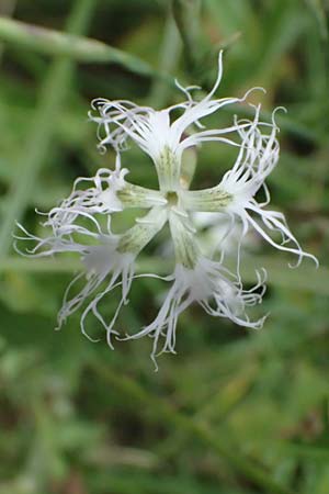 Dianthus superbus subsp. superbus \ Gewhnliche Prachtnelke / Superb Pink, Large Pink, D Pfalz,  Dannstadt 20.7.2023