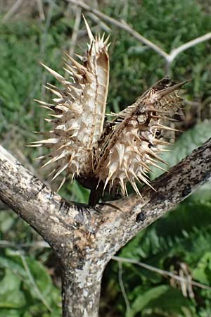 Datura stramonium \ Gew�hnlicher Stechapfel / Thorn Apple, D Mannheim 1.4.2026
