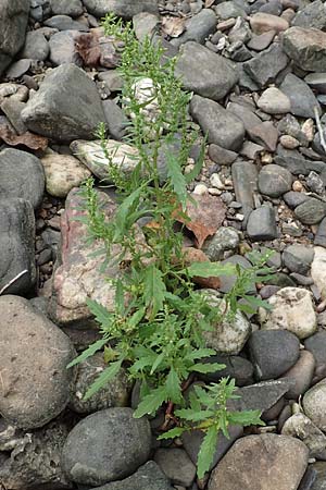 Dysphania ambrosioides, West-Indian Goosefoot, Mexican Tea