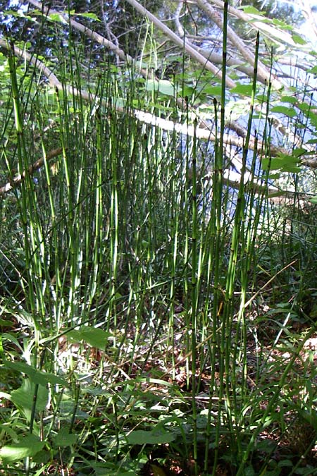 Equisetum x alsaticum / Alsatian Horsetail, D Karlsruhe 19.7.2008