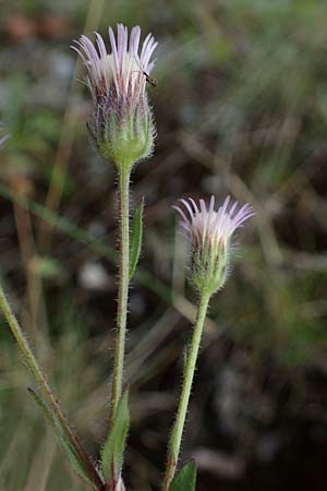 Erigeron muralis / Late Fleabane, D Rannungen 8.8.2021