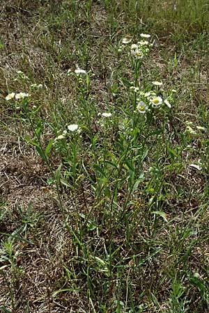Erigeron annuus / Tall Fleabane, D Viernheim 16.7.2025