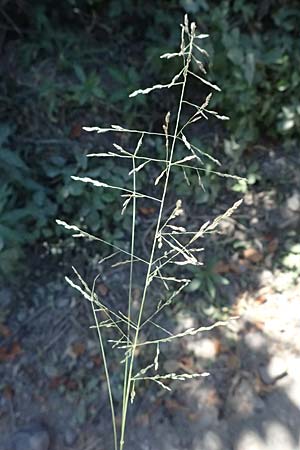Eragrostis albensis \ Elbe-Liebesgras / Elbe Love Grass, D Pfalz, Speyer 8.8.2026
