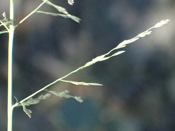 Eragrostis albensis \ Elbe-Liebesgras / Elbe Love Grass, D Pfalz, Speyer 8.8.2026