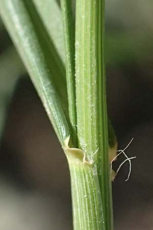 Eragrostis albensis \ Elbe-Liebesgras / Elbe Love Grass, D Pfalz, Speyer 8.8.2026