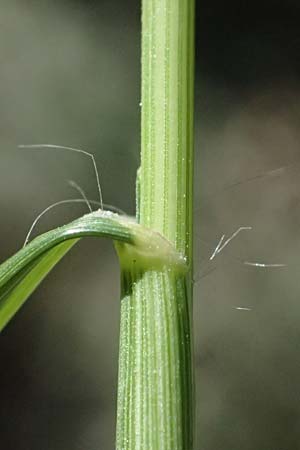 Eragrostis albensis \ Elbe-Liebesgras / Elbe Love Grass, D Pfalz, Speyer 8.8.2026