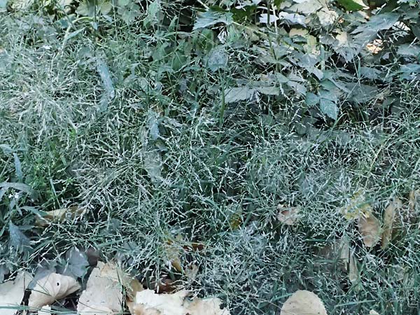Eragrostis albensis \ Elbe-Liebesgras / Elbe Love Grass, D Pfalz, Speyer 11.8.2026