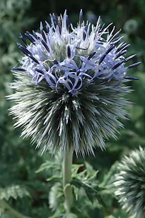 Echinops banaticus \ Banater Kugeldistel / Blue Globe Thistle, D Pfalz,  Dannstadt 20.7.2023