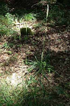 Elymus caninus \ Hunds-Quecke / Bearded Couch, D Bad K&ouml;nig 20.7.2024