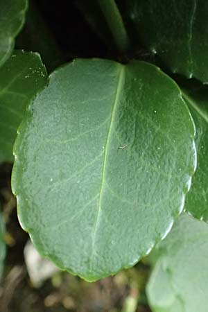 Euonymus fortunei \ Kletter-Spindelstrauch, Kriechspindel-Pfaffenhtchen / Fortune's Spindle, D Hagen 21.5.2018