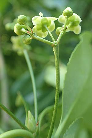 Euonymus fortunei \ Kletter-Spindelstrauch, Kriechspindel-Pfaffenhtchen / Fortune's Spindle, D Mannheim 3.6.2019