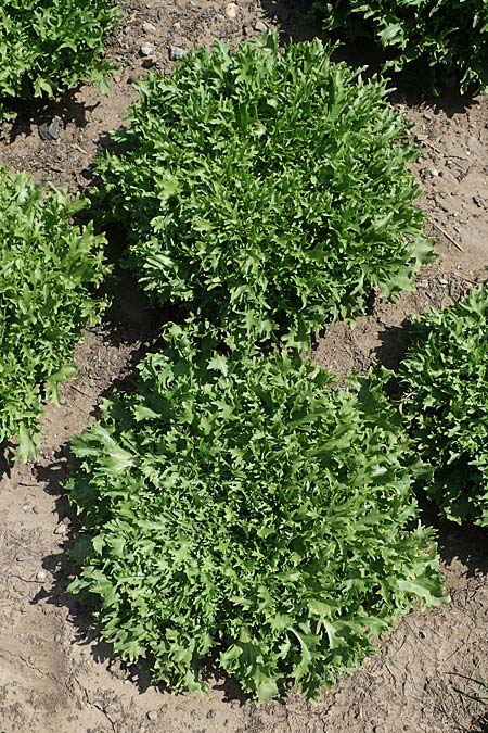 Cichorium endivia var. crispum \ Frise-Salat, Krausblttrige Endivie, D Mannheim 3.6.2023
