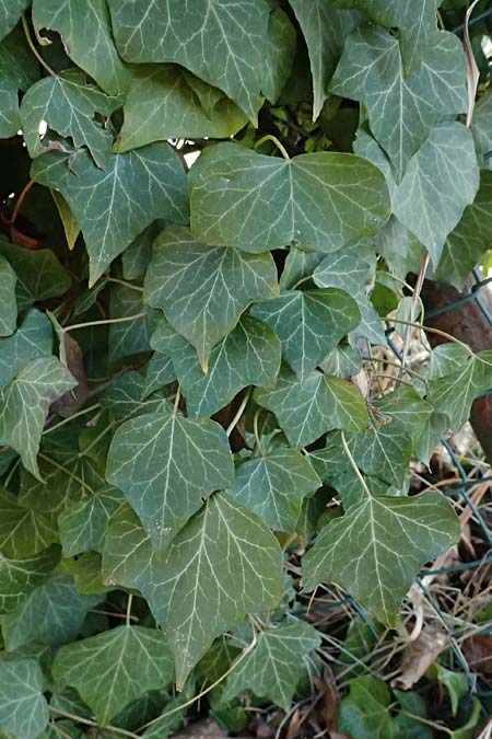Hedera helix \ Efeu / Ivy, D Bad Dürkheim 23.2.2025