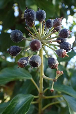 Hedera helix \ Efeu / Ivy, D Bad Dürkheim 23.2.2025