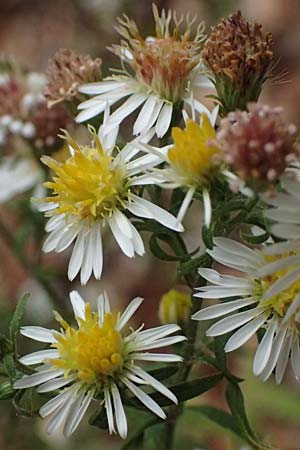 Symphyotrichum parviflorum / Smallflower Tansy Aster, Shore Aster, D Mannheim 14.9.2026