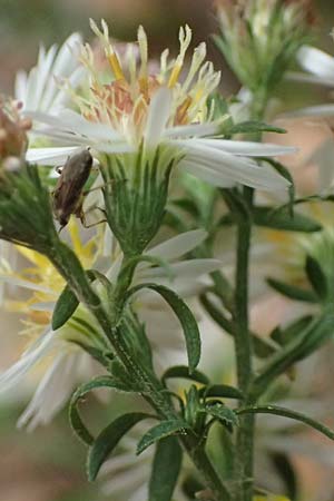 Symphyotrichum parviflorum / Smallflower Tansy Aster, Shore Aster, D Mannheim 14.9.2026