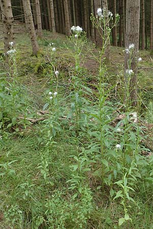 Erechtites hieraciifolius / American Burnweed, Fireweed, D Black-Forest, Gengenbach 6.9.2020