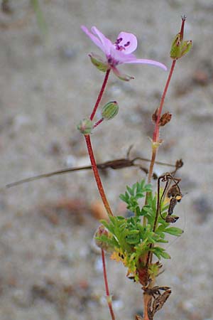 Erodium cicutarium \ Gewhnlicher Reiherschnabel, D Hohwacht 13.9.2021