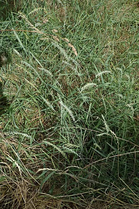 Elymus repens \ Kriechende Quecke / Couch Grass, D Mannheim 7.6.2026