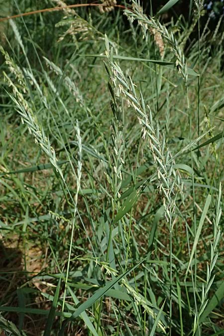 Elymus repens \ Kriechende Quecke / Couch Grass, D Mannheim 7.6.2026