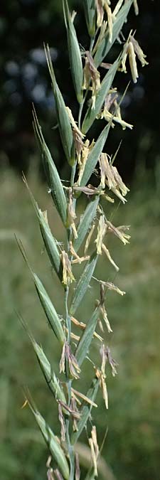 Elymus repens \ Kriechende Quecke / Couch Grass, D Mannheim 7.6.2026