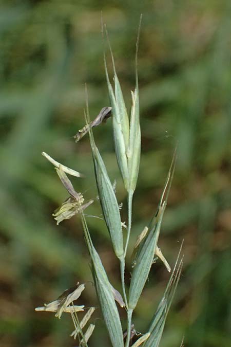 Elymus repens \ Kriechende Quecke / Couch Grass, D Mannheim 7.6.2026