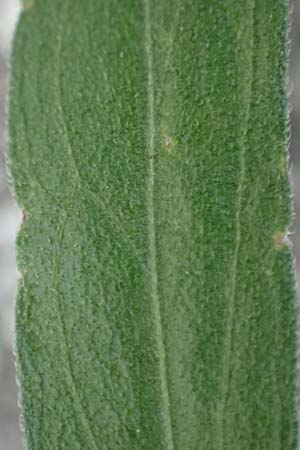 Erigeron sumatrensis \ Sumatra-Katzenschweif, Weies Berufkraut / Tall Fleabane, D Mannheim 8.9.2024
