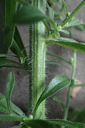 Erigeron sumatrensis \ Sumatra-Katzenschweif, Weies Berufkraut / Tall Fleabane, D Mannheim 8.9.2024