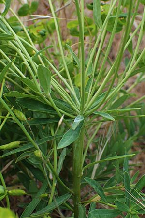 Euphorbia esula \ Esels-Wolfsmilch / Leafy Spurge, D Th&uuml;ringen, Tunzenhausen 14.6.2023