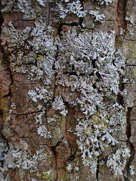 Hyperphyscia adglutinata \ Anliegende Schwielenflechte / Grainy Schadow-Crust Lichen, D Düsseldorf 11.3.2022