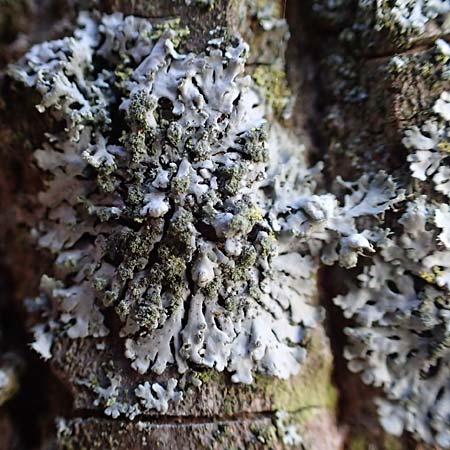 Hyperphyscia adglutinata \ Anliegende Schwielenflechte / Grainy Schadow-Crust Lichen, D Düsseldorf 11.3.2022