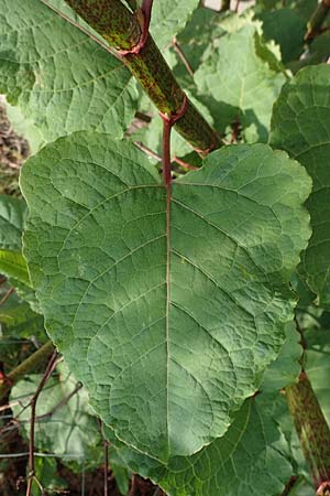 Fallopia x bohemica \ Hybrid-Stauden-Knterich / Hybrid Knodweed, D Mannheim 26.4.2022