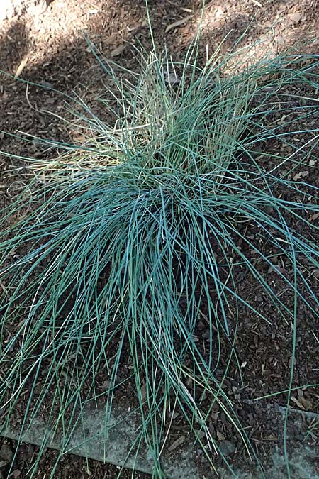 Festuca glauca agg. \ Blau-Schwingel / Blue Fescue, D Duisburg 20.6.2025