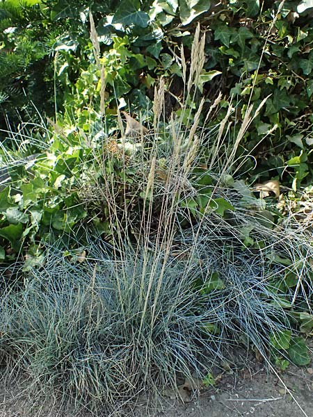 Festuca glauca agg. \ Blau-Schwingel / Blue Fescue, D Duisburg 20.6.2025