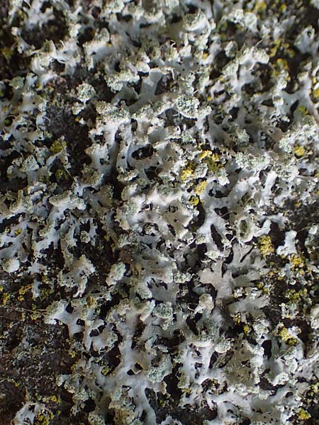 Parmotrema perlatum ? / Black Stone Flower, D Bochum 9.8.2021