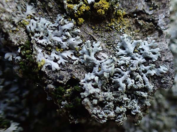 Hyperphyscia adglutinata \ Anliegende Schwielenflechte / Grainy Schadow-Crust Lichen, D Düsseldorf 11.3.2022