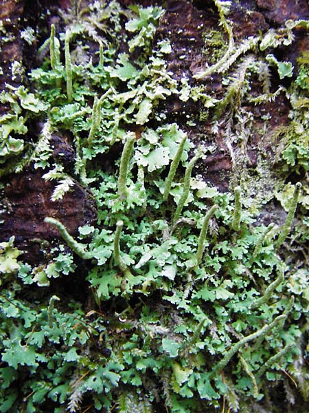 Cladonia coniocraea ? \ Gewhnliche Sulen-Flechte / Common Powderhorn Lichen, D Schwarzwald/Black-Forest, Kniebis 5.8.2015