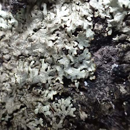 Parmelia saxatilis \ Felsen-Schlsselflechte / Shield Lichen, D Dossenheim 28.9.2018